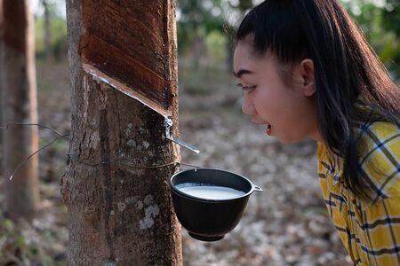Portrait gardener young asea woman look at a full cup of raw para rubber milk of tree in plantation rubber tapping form Thailand, good farm produce, Hevea brasiliensisの写真素材