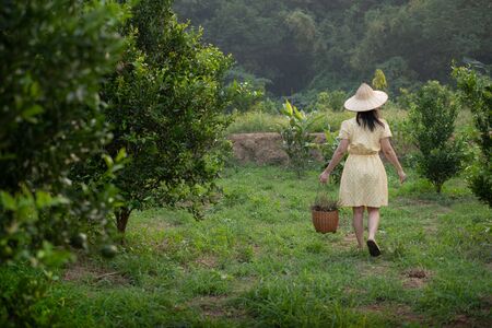 Back young gardener Asia woman smiling and carrying the basket Thai  in the honey tangerine oranges...