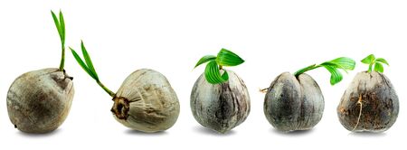 Collectoin of young sprout of coconut tree grown up at the white background, Seedlings are growingの写真素材
