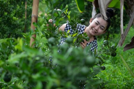 Young gardener Asian woman smiling and picking Thai honey tangerine oranges in the garden, Happiness and healthy lifestyle conceptの写真素材