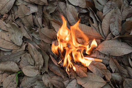 Close up cigarette butt non-smoked carelessly are thrown into dry grass on the ground causing a...