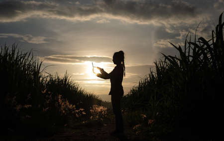 Farmer woman silhouette standing used a tablet in the sugar cane plantation in the background sunset eveningの写真素材