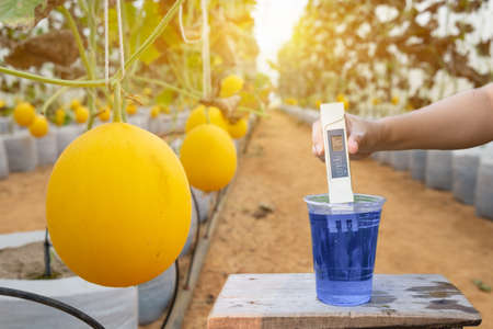 Measure liquid fertilizer in a cup with a digital EC TDS  meter neutral display at melons in the greenhouse farmの写真素材