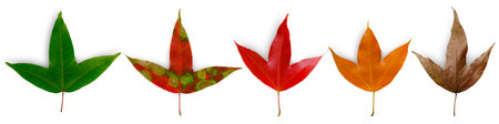 Set of maple foliage isolated on white