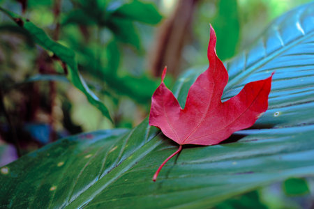 Red maple foliage on green leaf background, Scientific name Acer calcaratum Gagnepの写真素材