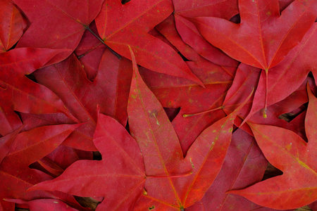 Group of red maple is the background