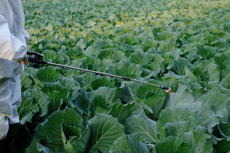 Gardener in a protective suit spray Insecticide and chemistry on cabbage vegetable plantの写真素材
