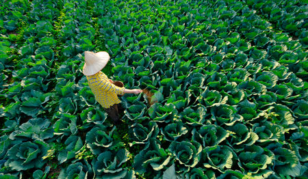 Female gardener hand giving chemical fertilizer to cabbage vegetable  plant at the plantationの写真素材