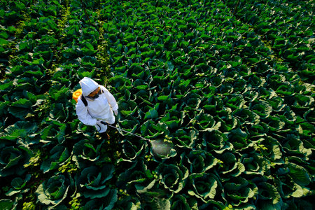 Female gardener in a protective suit and mask spray Insecticide and chemistry on huge cabbage vegetable plantの写真素材