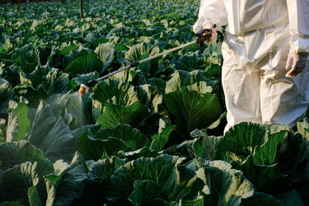 Gardener in a protective suit spray Insecticide and chemistry on cabbage vegetable plantの写真素材