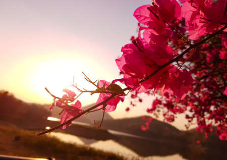 Bougainvillea flower at sunset and background