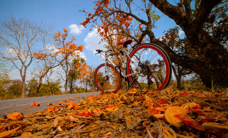 A bike parked on the road at full of beautiful orange flower background, The concept of travel and freedomの写真素材