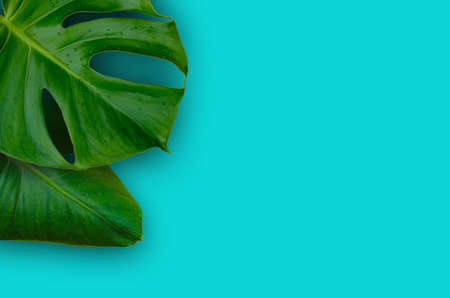 tropical jungle Monstera plant leaves isolated on blue backgroundの写真素材