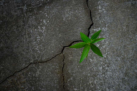 Young tree plant growing through the cracked concrete floorの写真素材