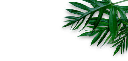 Leaf of Phak Naam Lasia spinosa a plant of the family Araceae on whitr background