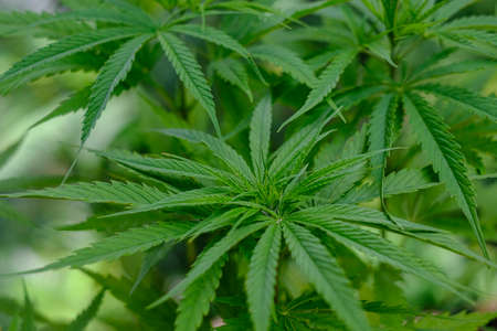 Woman Hand holding cannabis growing seedlingの写真素材