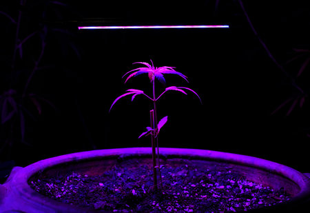 Sapling Marijuana growing in a plant pot with LED grow lightの写真素材