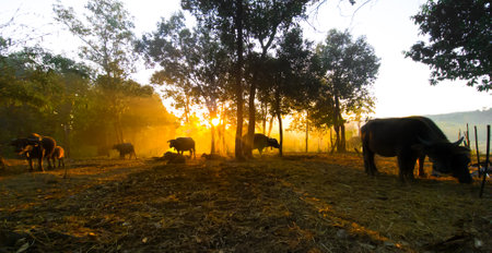 Water buffalo grazing on the farm at sunsetの写真素材