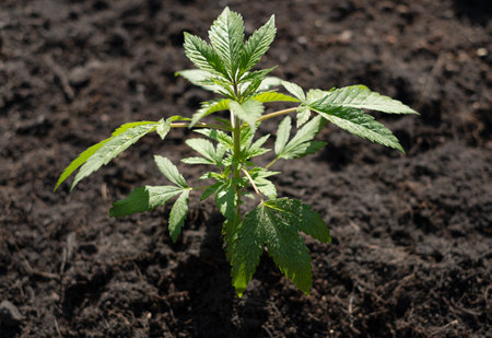 Blue Dream cannabis breed marijuana growing in the ground