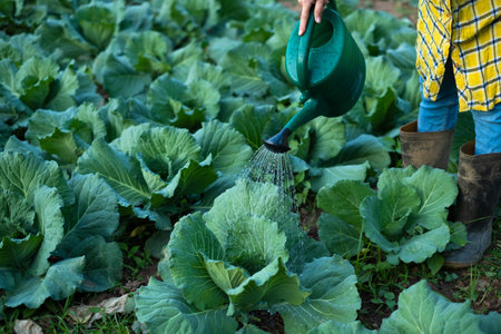 Farmer watering cabbage garden with water canの写真素材