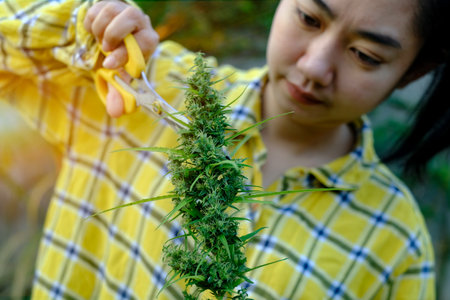 Woman gardener with shears doing seasonal pruning of marijuana leaf bushes in the cannabis plantationの写真素材