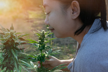 Young woman holding a cannabis plant in the garden. Marijuana cultivation.の写真素材