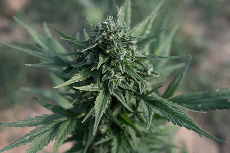 Friesian duck cannabis breed marijuana growing a blurred backgroundの写真素材