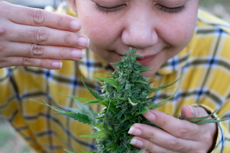 Asia woman smelling marijuana flower at the cannabis plantationの写真素材