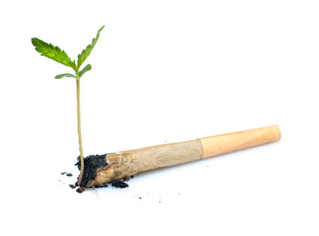 Cannabis sprouts grow in cigarette butts on isolated white background, The concept of struggling to surviveの写真素材