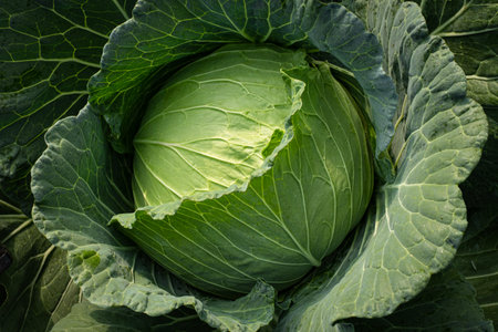 A fresh green cabbage growing in a farm gardenの写真素材