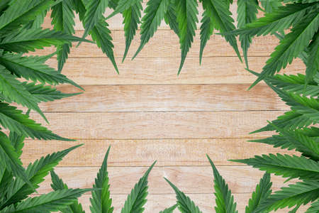 cannabis leaves on old wooden background , copy space for text.の写真素材