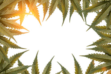 Green cannabis leafs frame with white copy space for text.の写真素材