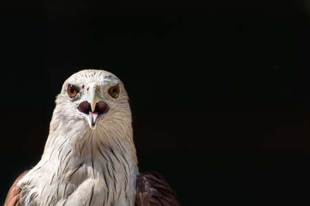 Hawk, Hawk eyes, red wing color hawk, Brahminy Kite is Flying Predators and powerful hawk that use...