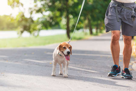 Senior man and  dog walking in park