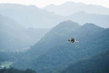 Great Hornbill (Buceros bicornis) flying in nature at Khao Yai National Park,Thailandの写真素材