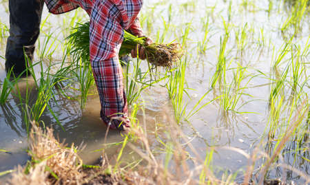 farmer standing in the field carrying rice. He is about to plant this rice.