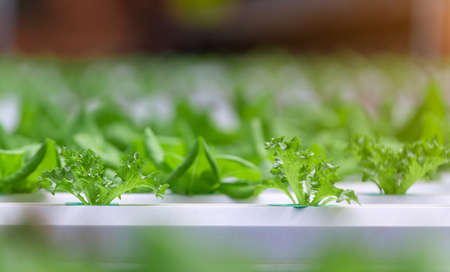 Hydroponics,Organic fresh harvested vegetables,Farmers looking fresh vegetables. Farmers working with organic hydroponic vegetable garden at greenhouseの写真素材