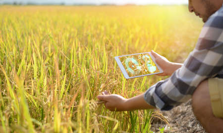 A farmer sitting in the rice field and using a tablet. Modern application of technologies in...