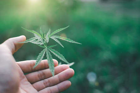 marijuana canabis with human hand on field ganja farm sativa leaf weed medical hemp hash plantation cannabis legal or illegal drug leavesの写真素材