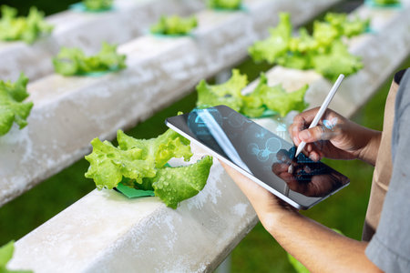 Close-up of hands using a tablet to digitally monitor and manage hydroponic lettuce growth in a modern greenhouse setting.の写真素材