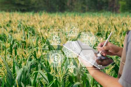 Smart farming concept. Farmer using tablet with digital icons monitoring corn growth, yield, and data in a modern maize field for precision agriculture.の写真素材
