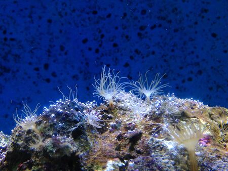 Breathing corals in ocean