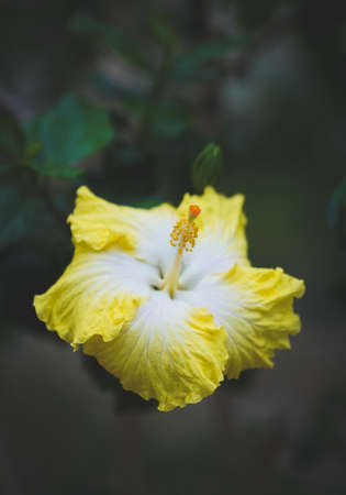 Close-up photo of blooming hawaiian hibiscus flower with yellow-white petal colorの写真素材