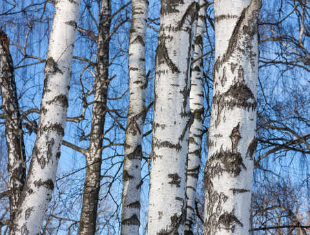 Trunks of young birch trees in forest on the blue sky at spring dayの写真素材