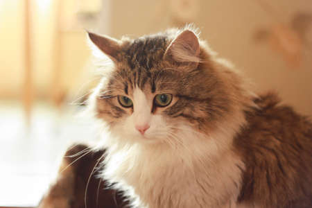 Closeup of Hypnotic Cat Sad Look on the Cameraの写真素材