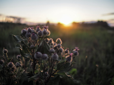 Dry burdock at sunset at summer eveningの写真素材