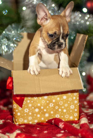 The French Bulldog is a social French dog breed of small stature. The breed is recognized by the International Cynological Federation, which places it in a group of social breeds.の写真素材