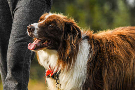 The Border Collie is a perennial sheepdog of good proportions, which was originally intended primarily for work with the herd. Its charm and graceful features are in harmony with its excellent physiquの写真素材