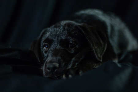 black puppy on a black background close-up. High quality photoの写真素材
