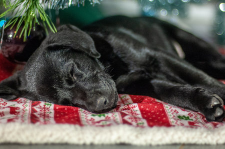 black labrador retriever puppy sleeping on a blanket under a Christmas treeの写真素材